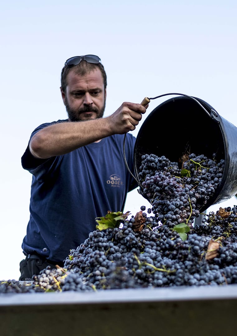 OGIER_VENDANGES_00052