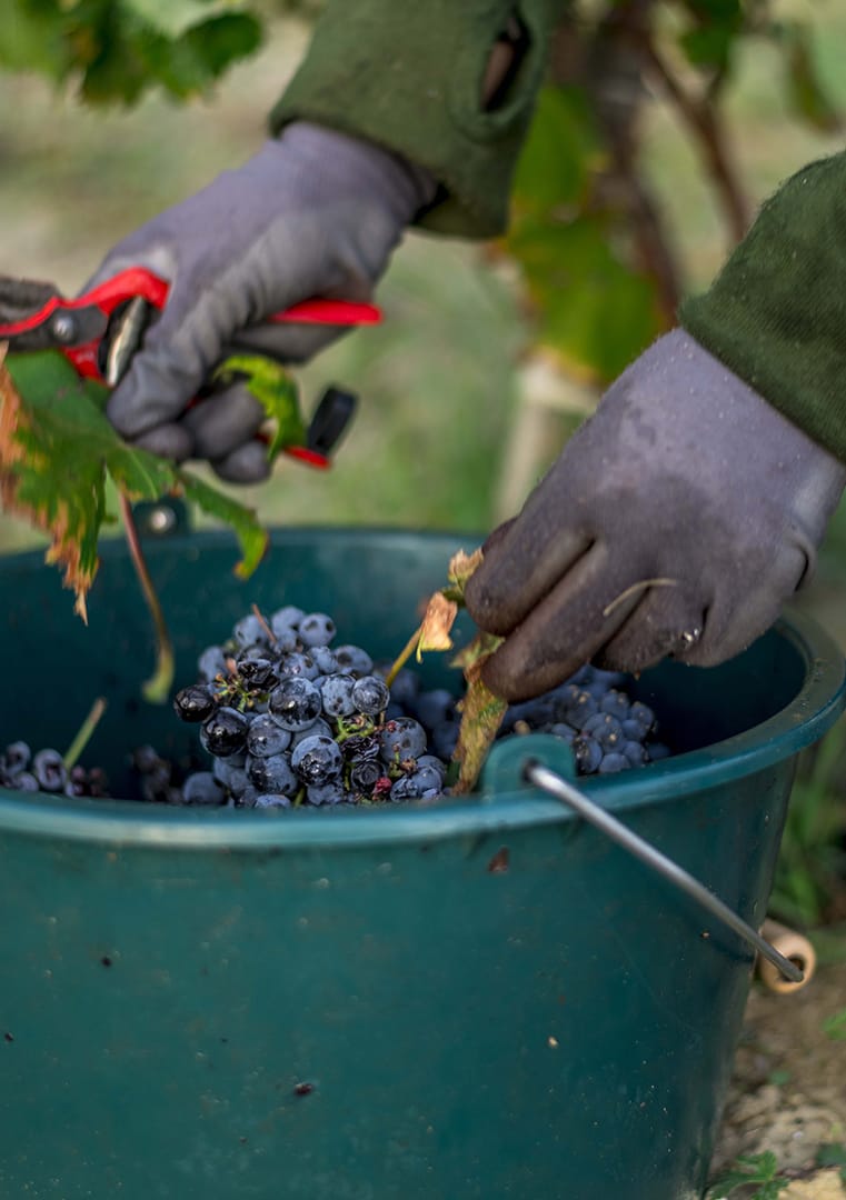 OGIER_VENDANGES_00137